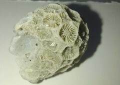 Montastraea cavernosa