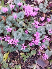 Cyclamen coum