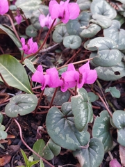 Cyclamen coum