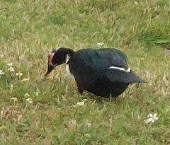 Cairina moschata domestica