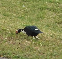 Cairina moschata domestica