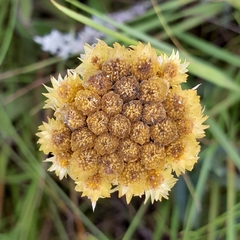 Helichrysum arenarium