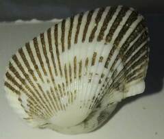 Arcoidea