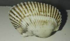 Arcoidea