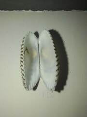 Arcoidea