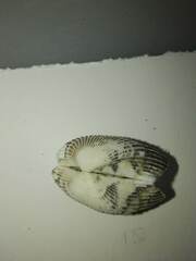 Arcoidea