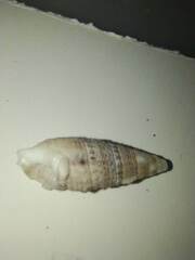 Cerithiidae