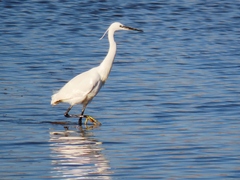 Egretta garzetta
