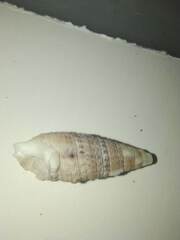 Cerithiidae