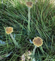 Helichrysum arenarium