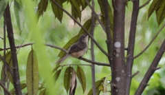 Prinia polychroa