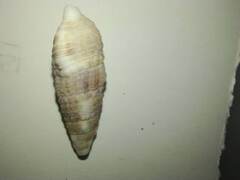 Cerithiidae