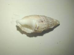 Cerithiidae