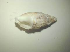 Cerithiidae