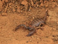 Opistophthalmus