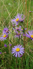 Aster amellus