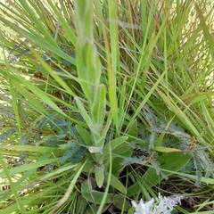 Helichrysum arenarium