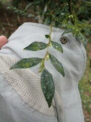 Camellia euryoides nokoensis
