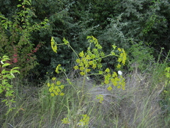 Pastinaca sativa sylvestris