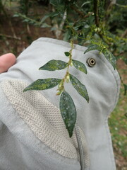 Camellia euryoides nokoensis