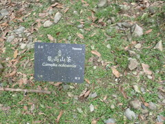 Camellia euryoides nokoensis