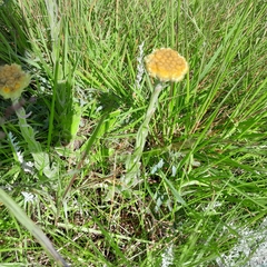 Helichrysum arenarium
