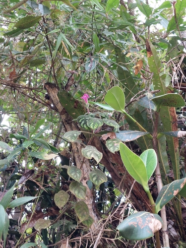 Image of Kohleria amabilis by (c) Daniel Mesa, some rights reserved (CC BY)