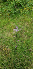 Aster amellus