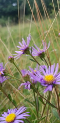 Aster amellus