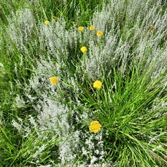 Helichrysum arenarium