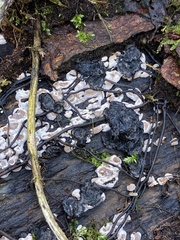 Kretzschmaria deusta