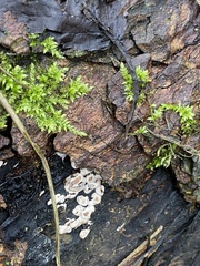 Kretzschmaria deusta