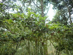 Distyliopsis dunnii