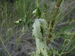Pastinaca sativa sylvestris