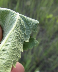 Pastinaca sativa sylvestris