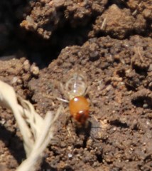 Macrotermitinae