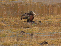 Plegadis falcinellus