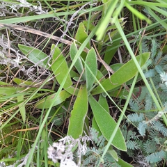 Helichrysum arenarium