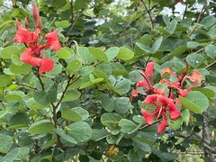 Bauhinia galpinii