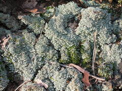 Cladonia pyxidata