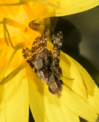 Campiglossa martii