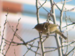 Phylloscopus collybita