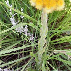 Helichrysum arenarium