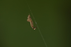 Uloborus walckenaerius