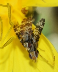Campiglossa martii