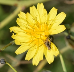 Campiglossa martii