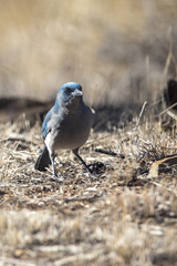 Aphelocoma wollweberi