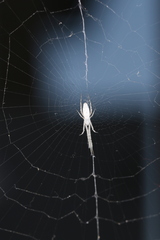 Uloborus walckenaerius