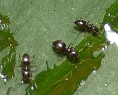 Brachymyrmex