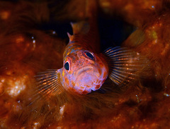 Trimma okinawae